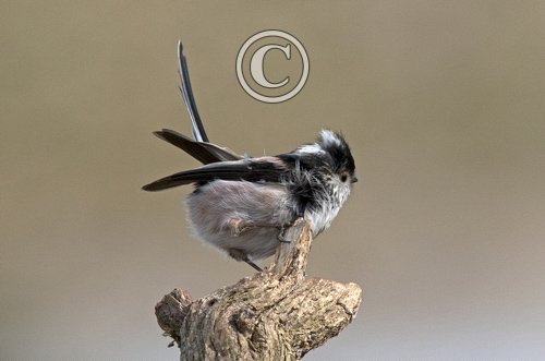   Long tail-tit DM1763